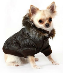 chihuahua coat