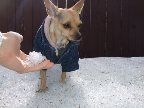can chihuahua get cold?