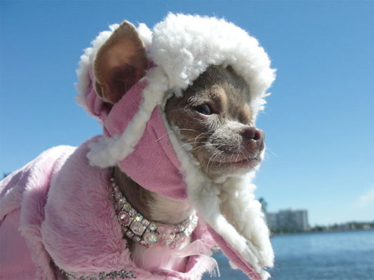 My Chihuahua For Cold Weather 